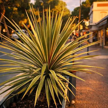شقة Riviera Juan Les Pins 300m Avec Terrasse *